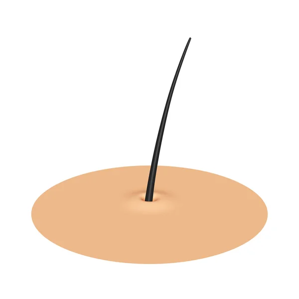 Hair follicle .cross section. Stock Photo by ©photo5963 102795290