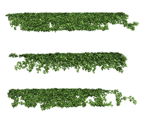 sarmaşık yaprakları beyaz arkaplanda izole edilmiş.