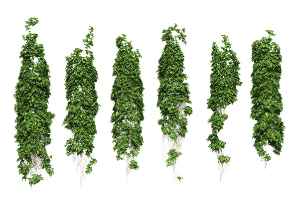 sarmaşık yaprakları beyaz arkaplanda izole edilmiş.