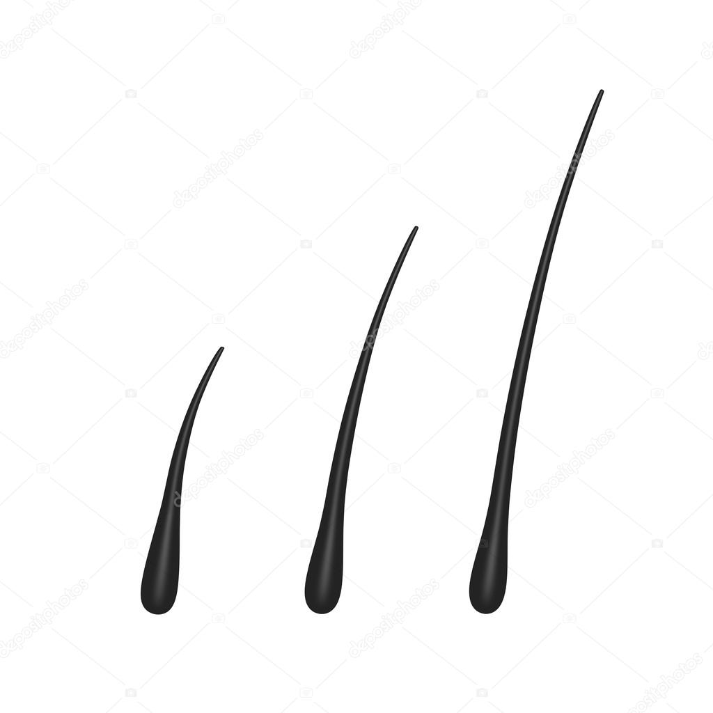 Hair Root Isolated On A White Background Stock Photo C Photo5963