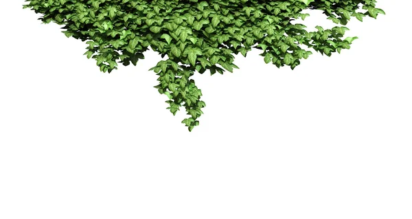 Gröna ivy anläggningen isolerad. Stockbild