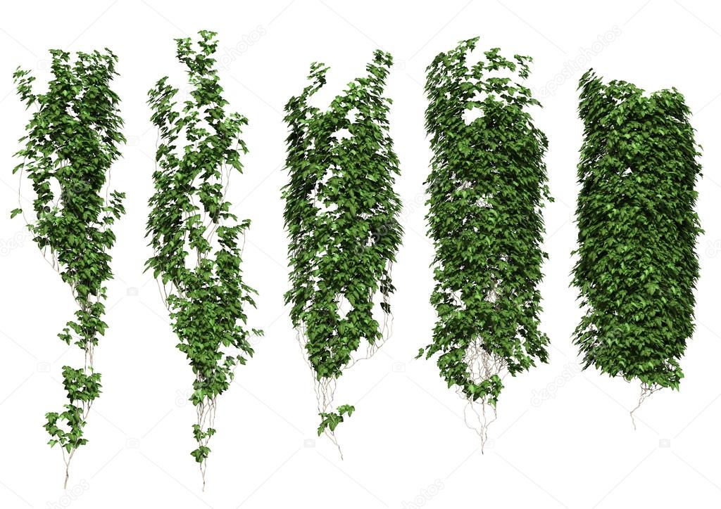 ivy leaves isolated on a white background.