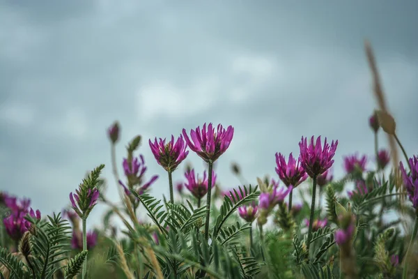 Image of wild pink flowers in cloudy weather before rain.