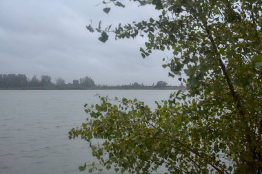 Sonbaharda hafif bir yağmur sırasında ağaçlar tarafından çerçevelenmiş bir nehir