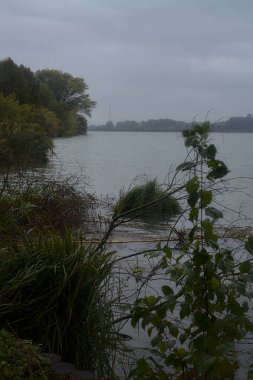 Sonbaharda, hafif bir yağış sırasında kıyılarında bir orman olan bir nehir.