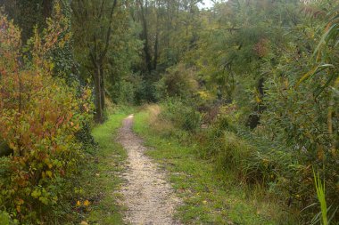 Sonbaharda hafif bir yağmur altında korulukta bir patika.