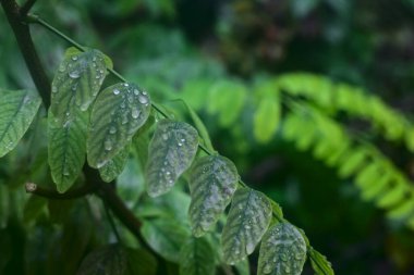 Sonbaharda yağan yağmur damlalarıyla yaprakların kapatılması