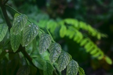 Sonbaharda yağan yağmur damlalarıyla yaprakların kapatılması
