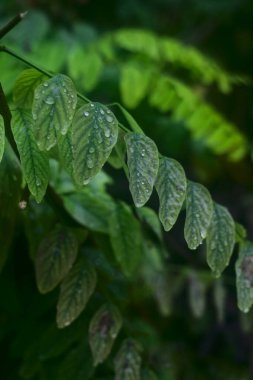 Sonbaharda yağan yağmur damlalarıyla yaprakların kapatılması