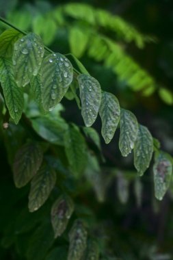 Sonbaharda yağan yağmur damlalarıyla yaprakların kapatılması