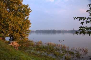 Sonbaharda bir ağacın çerçevelediği bir gölün üzerinde gün doğumu.