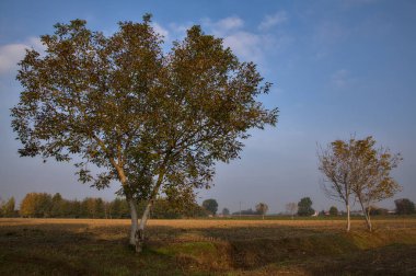 Sonbaharda sabah ekili bir tarlada ağaç.