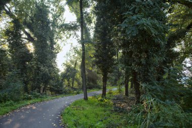 Sonbaharda sabah bir korulukta sisli bir yol