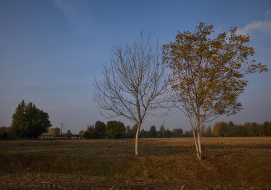 Sonbaharda sabah ekili bir tarlada ağaç.