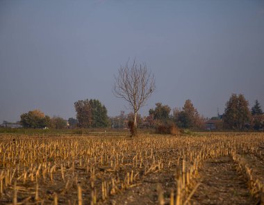 Sonbaharda sabah ekili bir tarlada ağaç.