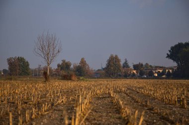 Sonbaharda sabah ekili bir tarlada ağaç.