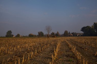 Sonbaharda sabah ekili bir tarlada ağaç.