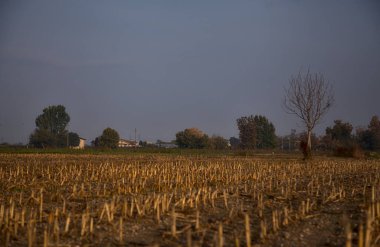 Sonbaharda sabah ekili bir tarlada ağaç.