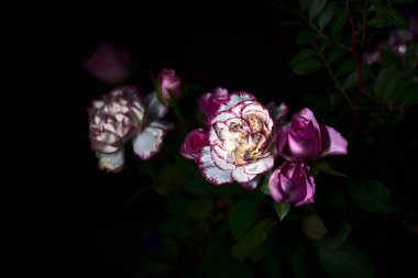 Pembe karanfiller ve pembe güller