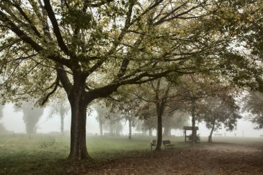Sonbaharda sisli bir günde korulukta yol