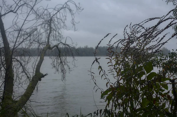 Sonbaharda hafif bir yağmur sırasında ağaçlar tarafından çerçevelenmiş bir nehir