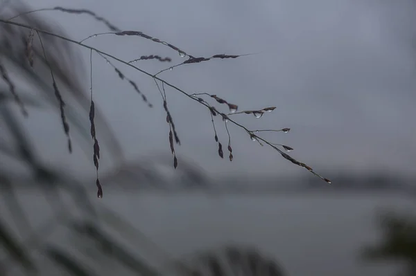 Primer Plano Tordo Durante Una Lluvia Con Gotas Lluvia Sobre — Foto de Stock