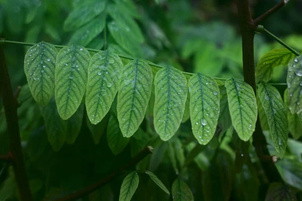 Sonbaharda yağan yağmur damlalarıyla yaprakların kapatılması