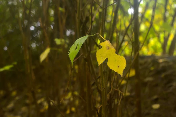 Fechar Folhas Amarelas Verdes Ramo — Fotografia de Stock