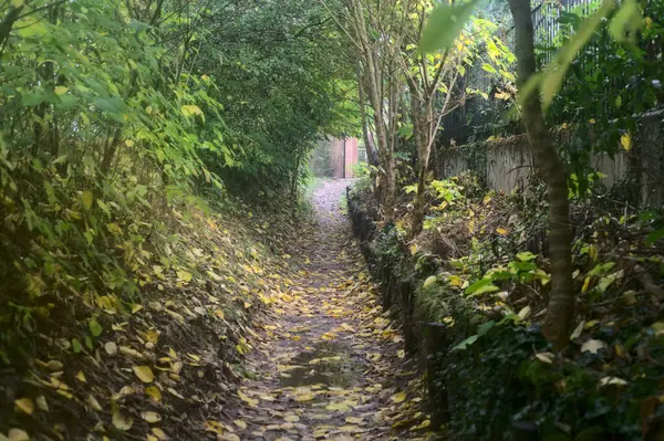 Sonbaharda Bir Koruluğun Gölgesinde Yol Her Yer Sarı Yapraklarla Kaplı — Stok fotoğraf