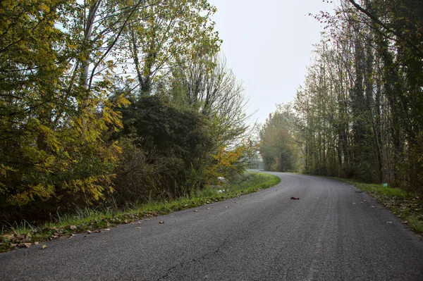 秋の朝 森の中の霧の道 — ストック写真