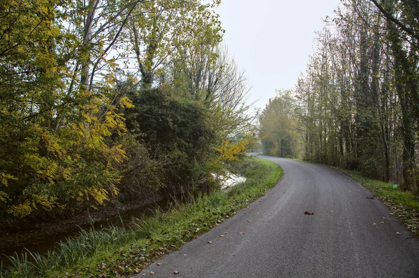 Strada Con Nebbia Boschetto Mattino Autunno — Foto Stock