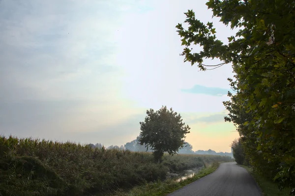 Дорога Туманом Роще Утром Осенью — стоковое фото