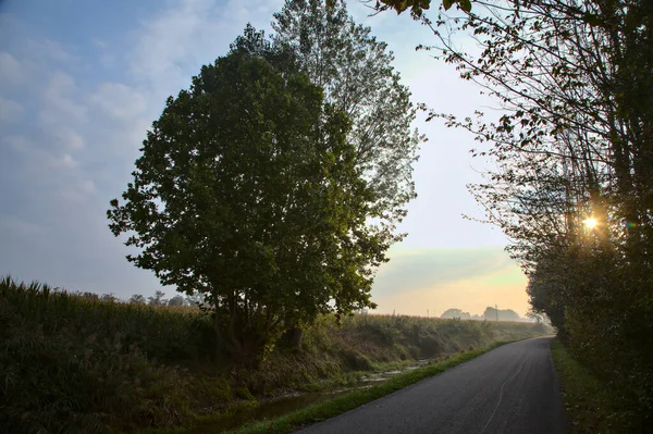 Strada Con Nebbia Boschetto Mattino Autunno — Foto Stock