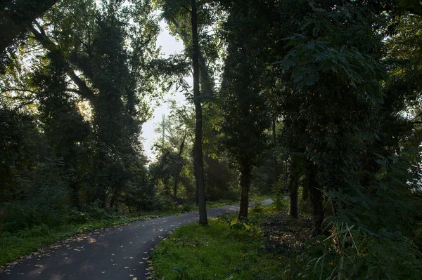 Estrada Com Nevoeiro Bosque Manhã Outono — Fotografia de Stock