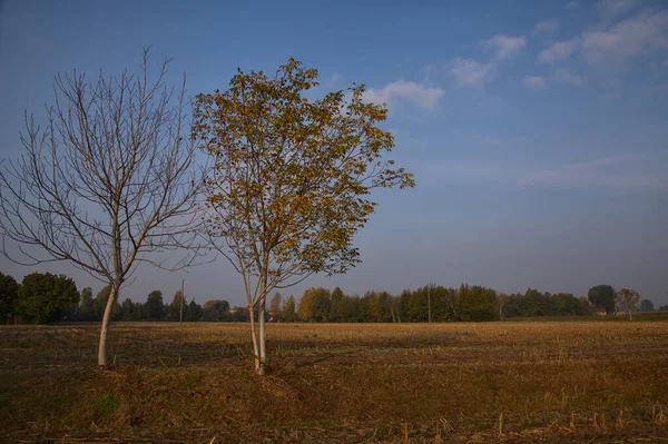 Baum Auf Einem Gepflügten Feld Morgen Herbst — Stockfoto