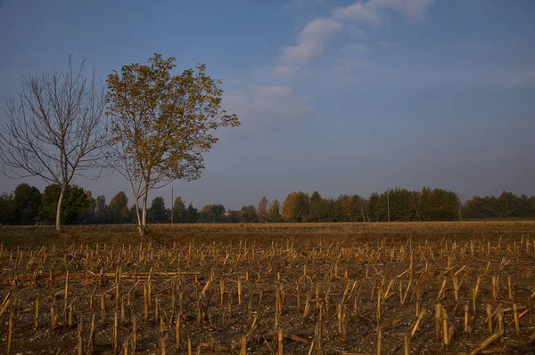 Sonbaharda sabah ekili bir tarlada ağaç.