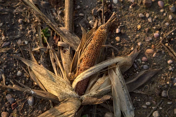 Кукурузный Початок Голой Земле — стоковое фото