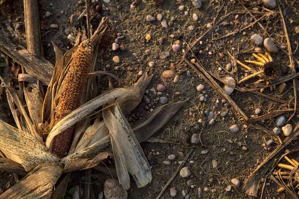 Кукурудзяний Коб Голій Землі — стокове фото