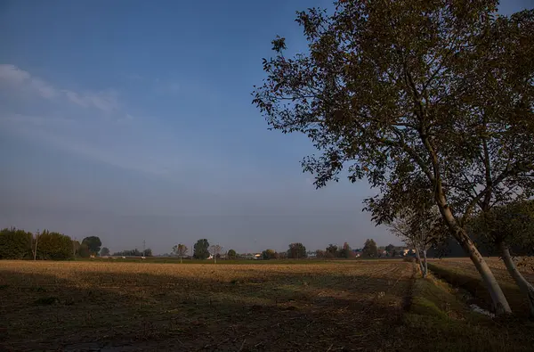 Baum Auf Einem Gepflügten Feld Morgen Herbst — Stockfoto