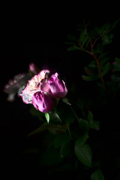 Rosa Nejlikor Och Rosa Rosor Mörkret — Stockfoto