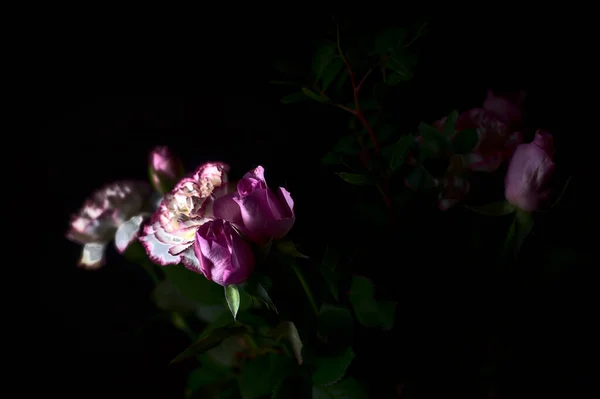 Ροζ Γαρύφαλλα Και Ροζ Τριαντάφυλλα Στο Σκοτάδι — Φωτογραφία Αρχείου