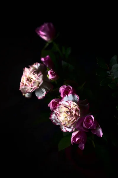 Pink Carnations Pink Roses Dark — Stock Photo, Image