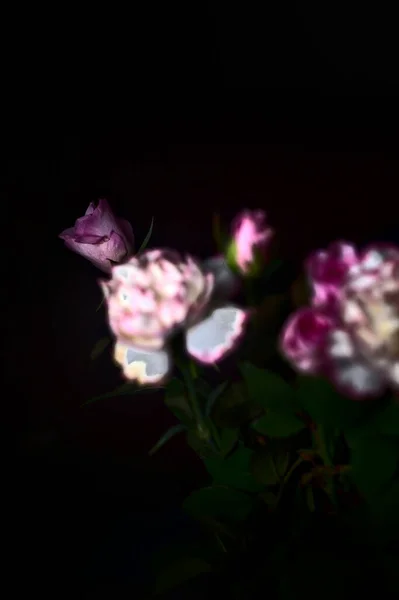 Ροζ Γαρύφαλλα Και Ροζ Τριαντάφυλλα Στο Σκοτάδι — Φωτογραφία Αρχείου