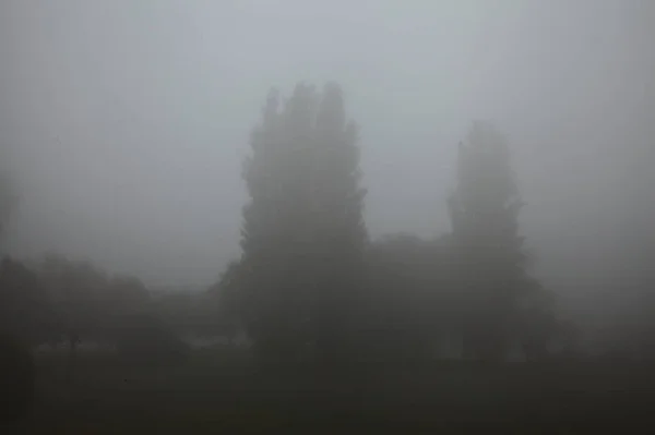 Silueta Árboles Niebla Otoño — Foto de Stock