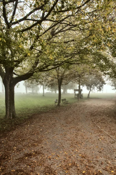 Weg Einem Wäldchen Herbst Einem Nebligen Tag — Stockfoto