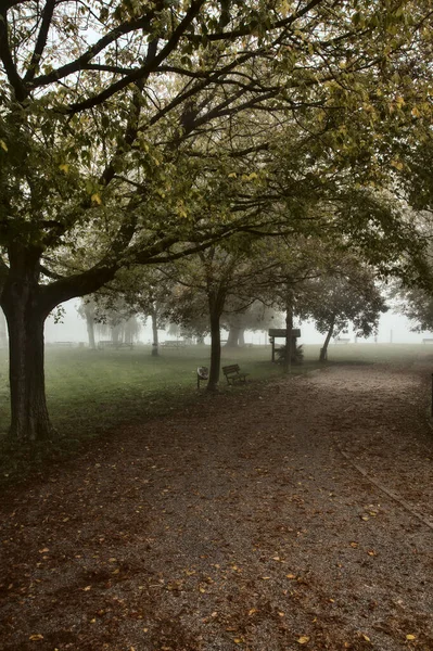 Path Grove Autumn Foggy Day — Stock Photo, Image