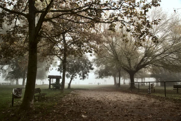 Путь Рощу Осенью Туманный День — стоковое фото