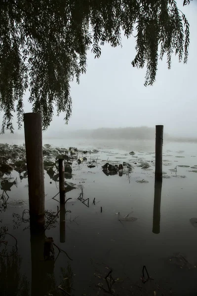 Masten Eines Liegeplatzes Umgeben Von Lilienkissen Auf Einem See Nebel — Stockfoto