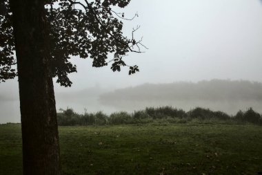 Sonbaharda bir ağacın çerçevelediği sisin içinde bir gölün kıyısında.