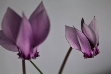 Beyaz arkaplanda mor siklamen